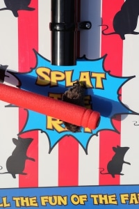 Splat The Rat